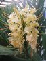 vignette Hedychium 'Tai Monarch'