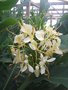 vignette Hedychium 'Tai Savannah'