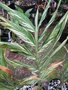 vignette Hedychium 'Vanilla Ice'