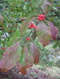 vignette Cornus florida