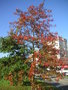 vignette Quercus coccinea - Chne rouge