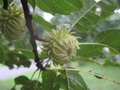 vignette Quercus acutissima