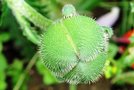 vignette Papaveraceae - Pavot - Papaver orientale