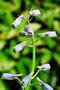 vignette Fumariaceae - Corydalis elata