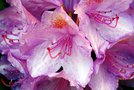 vignette Ericaceae - Rhododendron