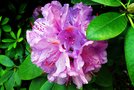 vignette Ericaceae - Rhododendron