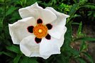 vignette Cistaceae - Ciste - Cistus ladanifrus L.