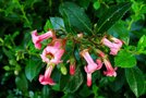 vignette Escalloniaceae - Escallonia macrantha rosea
