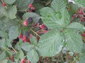 vignette Rubus 'Thornfree'