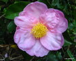 vignette Camlia ' Plantation pink ' camellia sasanqua
