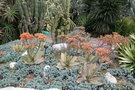 vignette Aloe striata, coral aloe