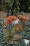 vignette Aloe striata, coral aloe