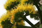 vignette Agave cerulata ssp. subcerulata