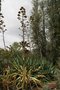 vignette Agave capensis