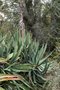 vignette Agave capensis