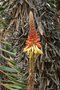 vignette Aloe lineata v. muirii