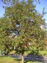 vignette Quercus cerris - Chne chevelu  Bellevue