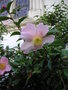 vignette Camellia sasanqua /  Theaceae - Thaces