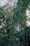 vignette Himalayacalamus cupreus