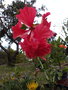 vignette Hibiscus el capitolio