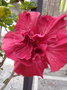 vignette Hibiscus rouge double