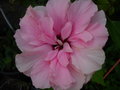 vignette Hibiscus rose double