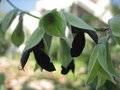 vignette Salvia discolor, sauge noire