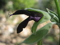 vignette Salvia discolor, sauge noire