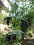 vignette Salvia discolor, sauge noire