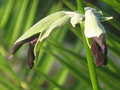 vignette Salvia discolor, sauge noire