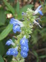 vignette Salvia uliginosa