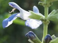 vignette Salvia uliginosa