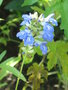 vignette Salvia uliginosa