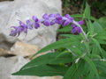 vignette Salvia leucantha