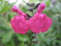 vignette Salvia microphylla 'Pink blush'