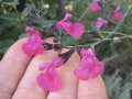 vignette Salvia microphylla 'Pink blush'