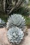 vignette Agave parryi var. truncata