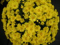 vignette Chrysantheme 'Tipia'