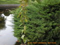 vignette Juniperus horizontalis
