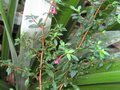 vignette Fuchsia microphylla au 16 10 09