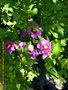 vignette Hibiscus syriacus