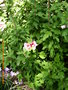 vignette Hibiscus syriacus