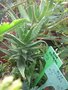 vignette Aloe distans