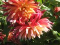 vignette Dahlias toujours en forme au 18 10 09