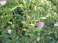 vignette Camelia sasanqua plantation pink au 18 10 09