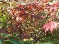 vignette Acer japonicum aconitifolium qui vire à l'automne au 18 10 09