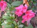 vignette Azalea japonica fleurs doubles roses toujours la au 18 10 09