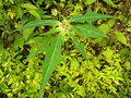 vignette Euphorbia heterophylla ?