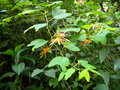 vignette Passiflora jorullensis
