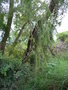 vignette Salix humboldtii ou chilensis